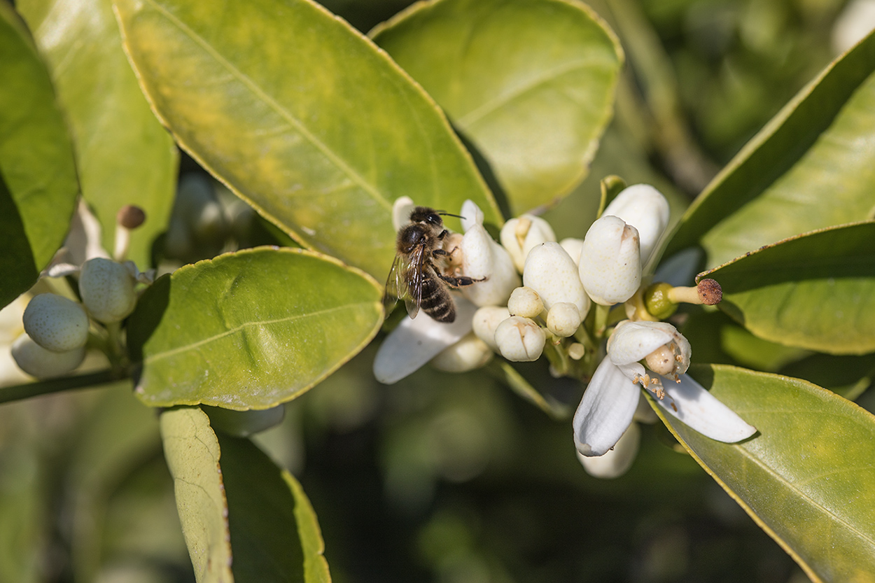 Изображение особи Citrus sinensis.