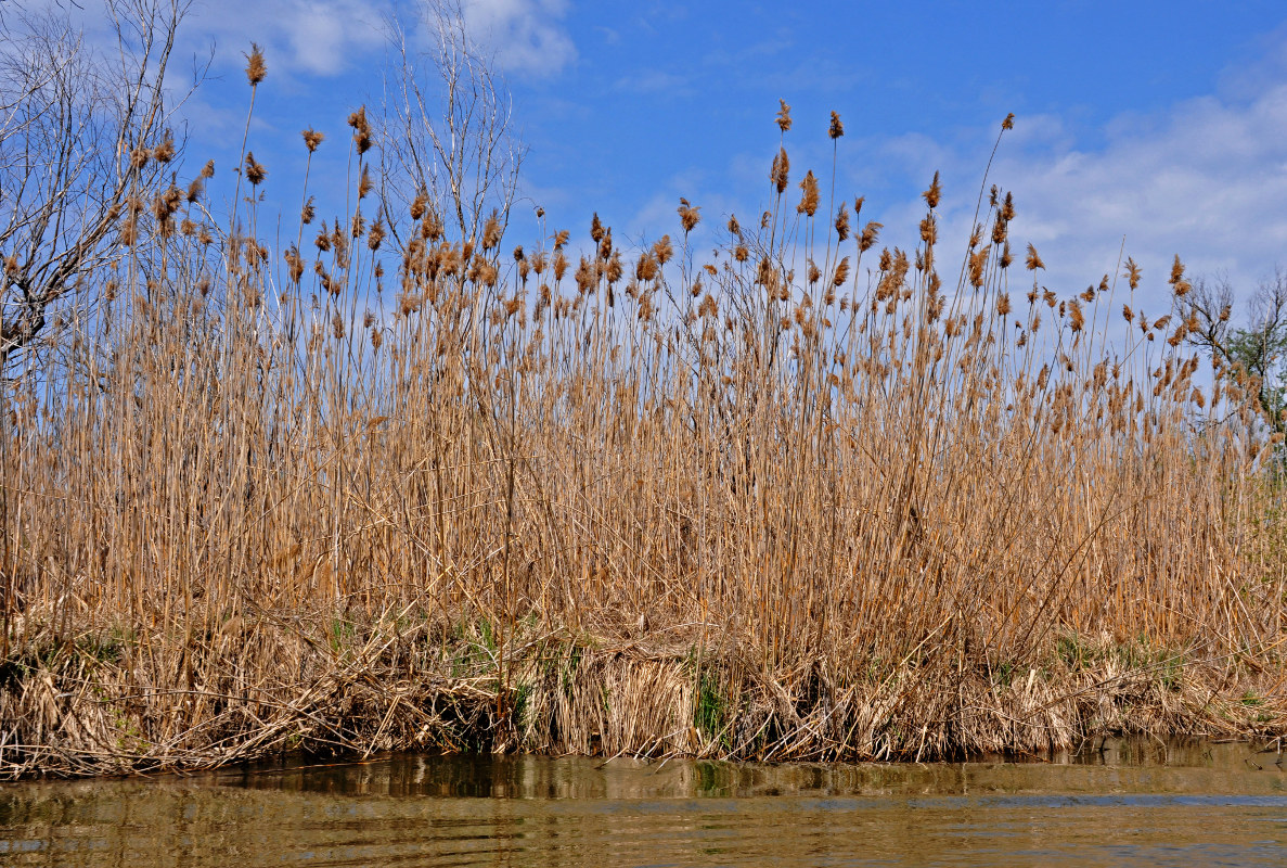 Изображение особи Phragmites australis.