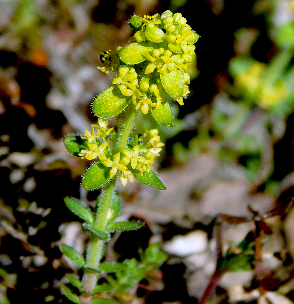 Image of Cruciata laevipes specimen.