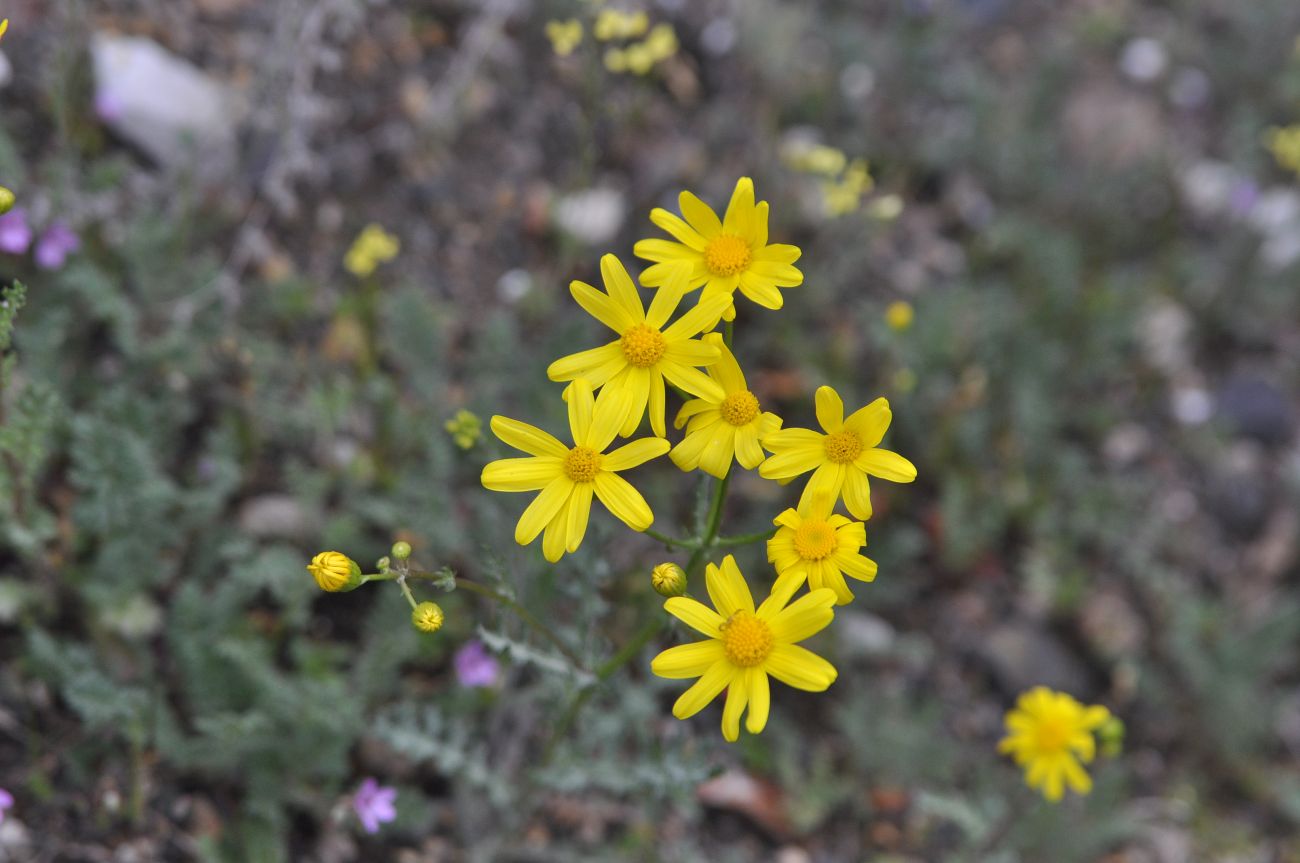 Image of genus Senecio specimen.