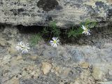 Kemulariella rosea