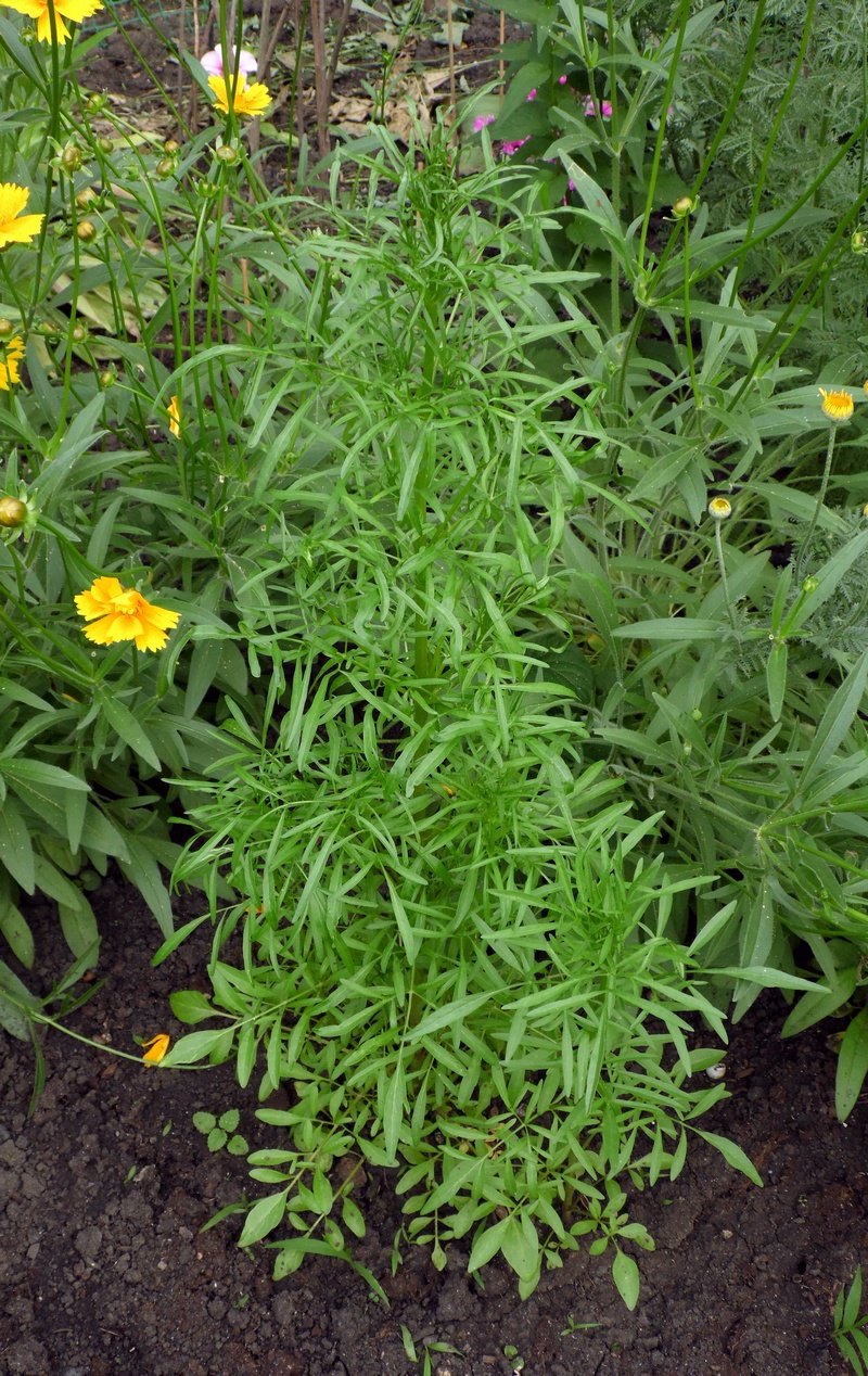 Image of Coreopsis tinctoria specimen.