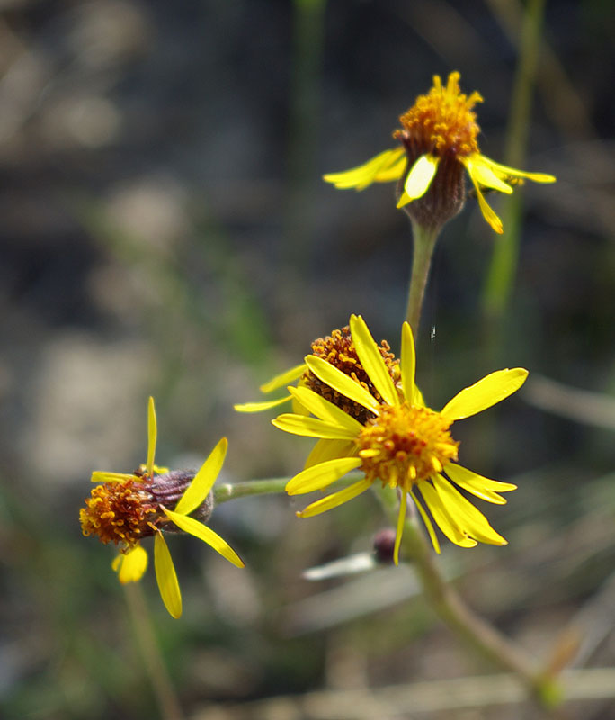 Image of genus Tephroseris specimen.
