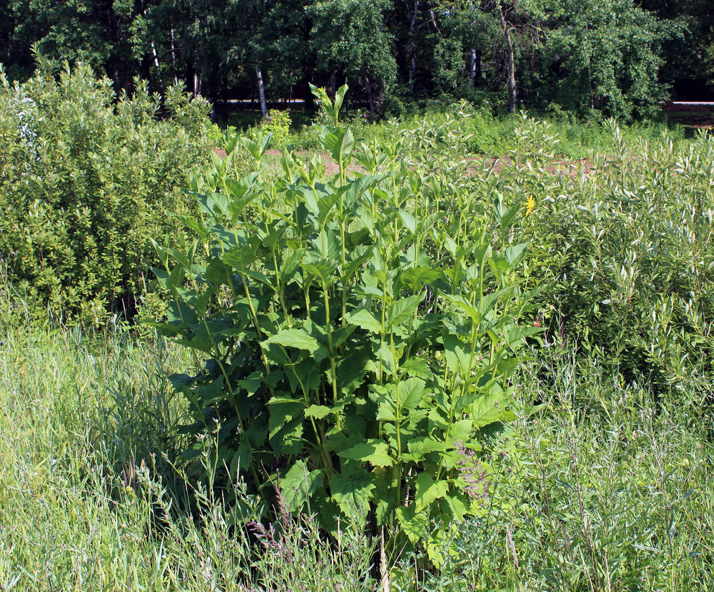 Изображение особи Silphium perfoliatum.