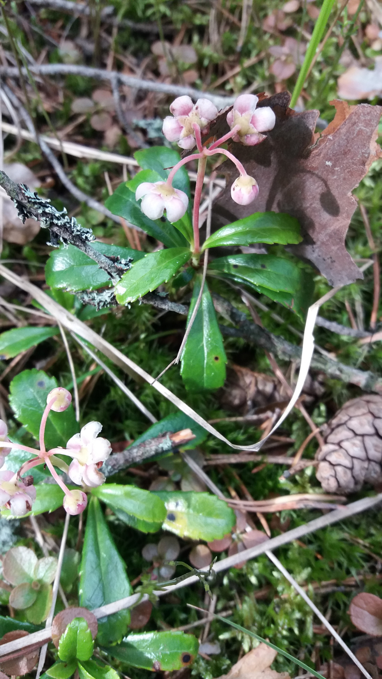 Image of Chimaphila umbellata specimen.