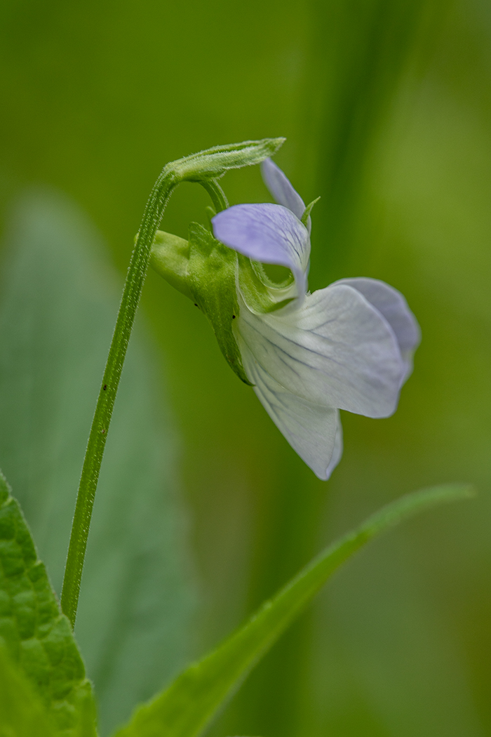 Image of Viola elatior specimen.