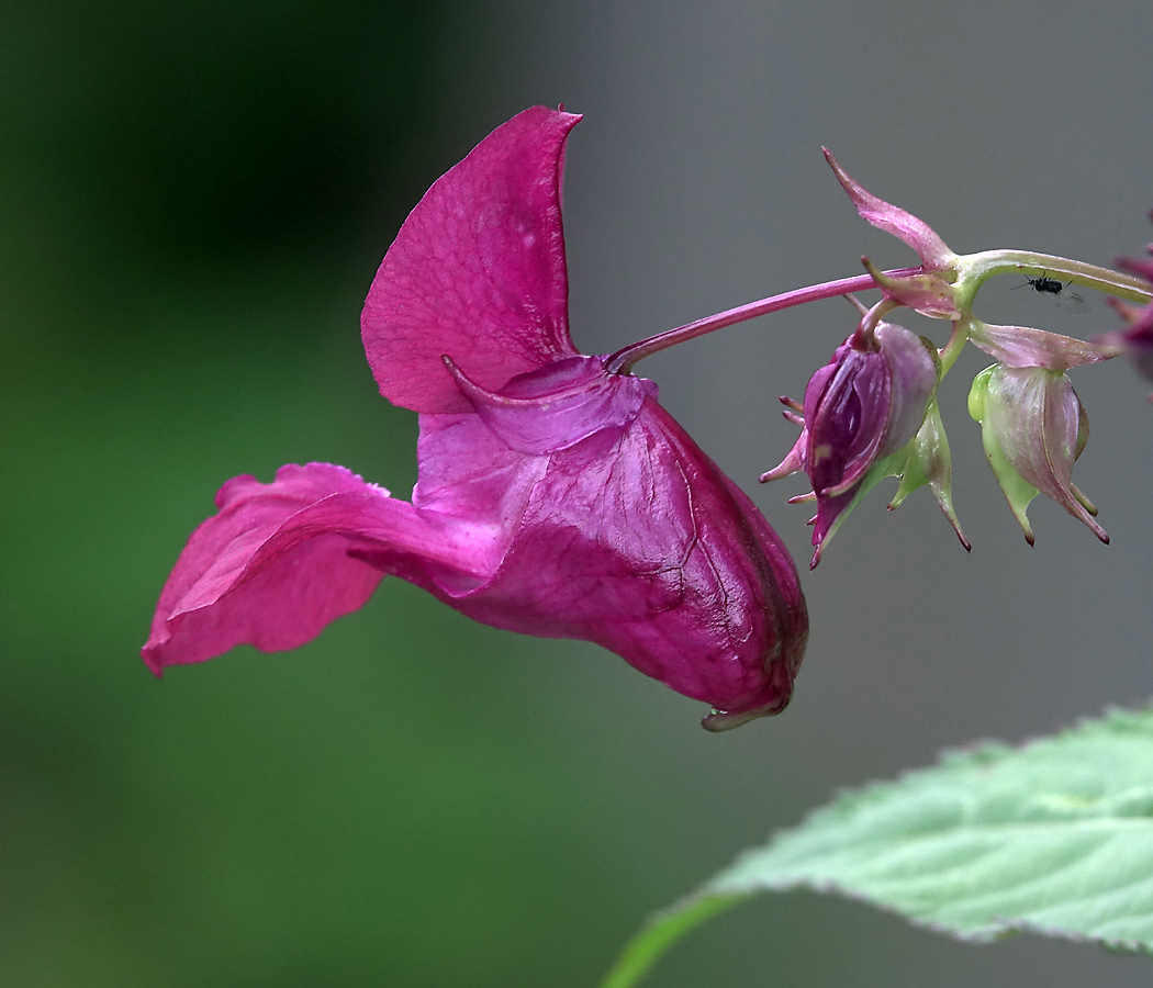 Изображение особи Impatiens glandulifera.