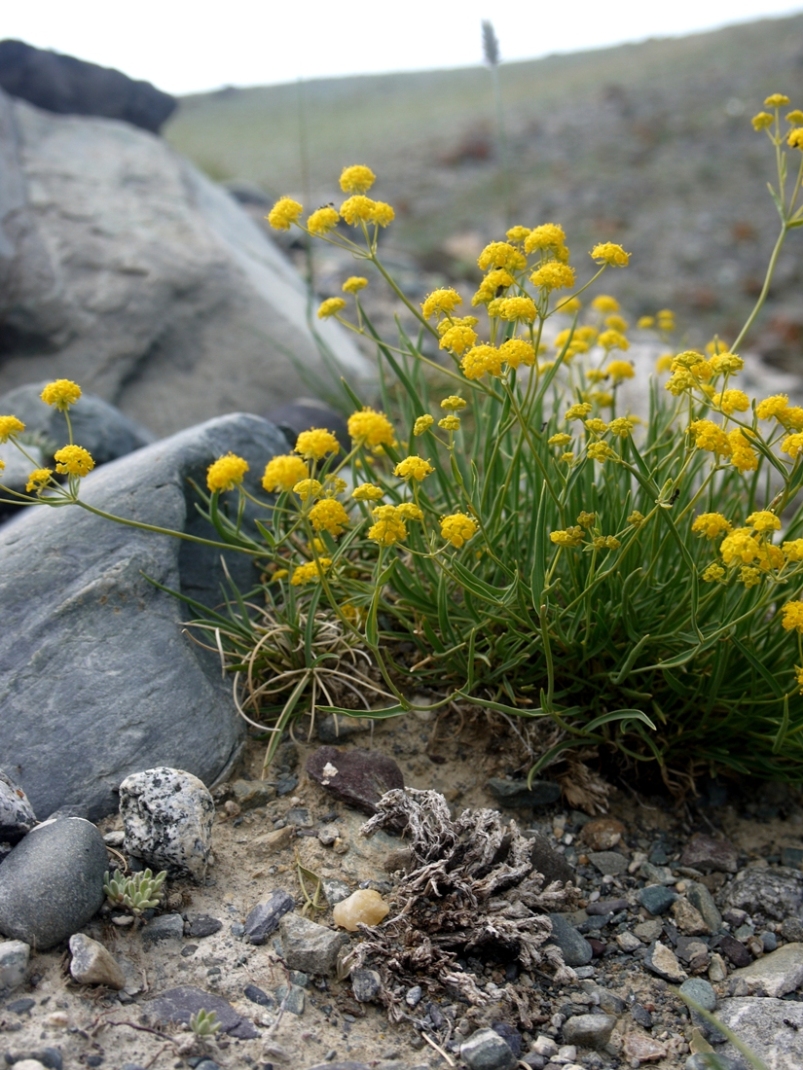 Image of Bupleurum bicaule specimen.