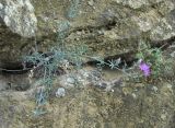 Centaurea caspia