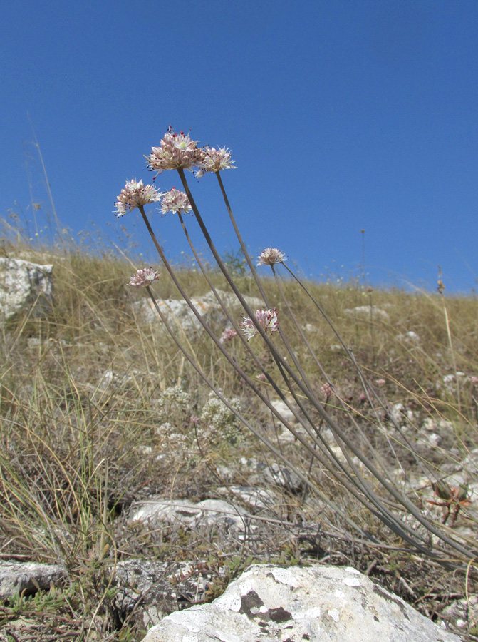 Image of Allium tarkhankuticum specimen.