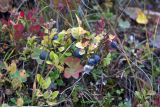 Vaccinium myrtillus