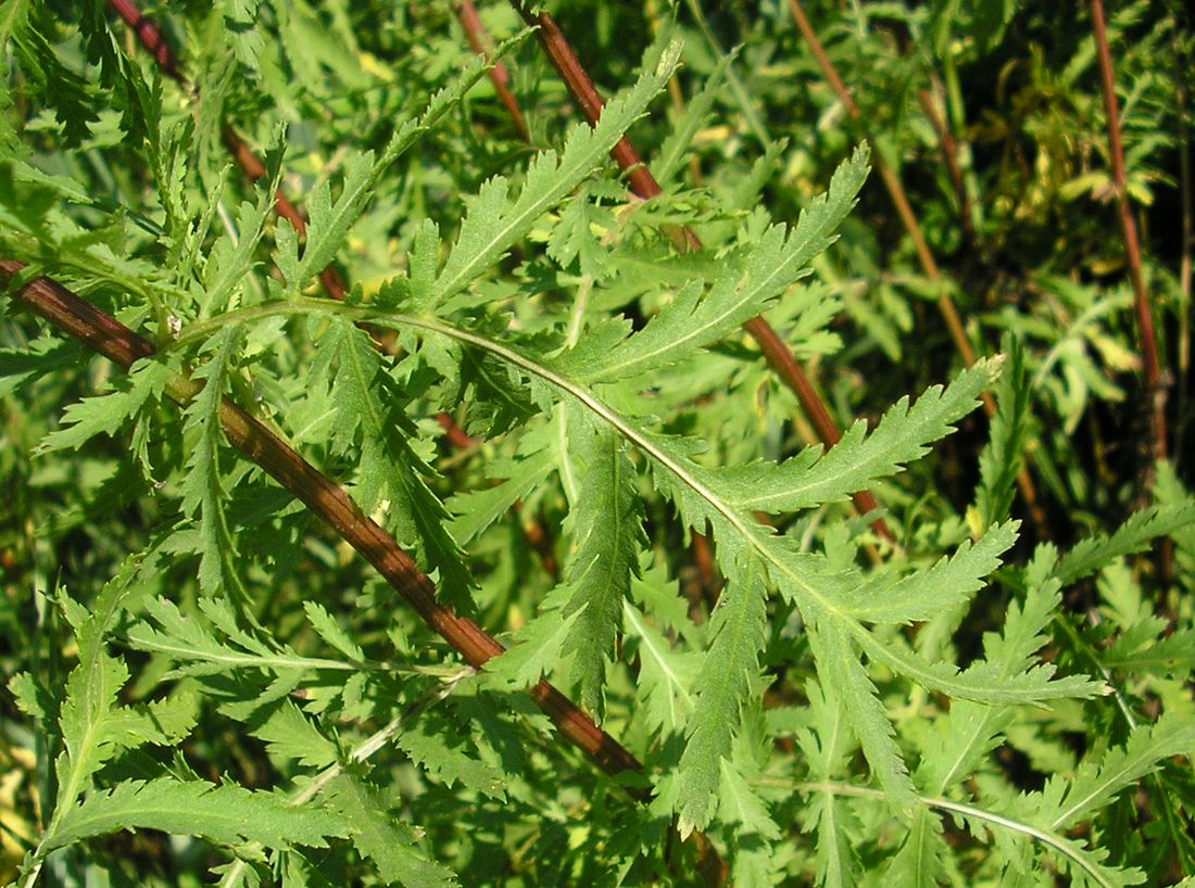 Image of Tanacetum vulgare specimen.