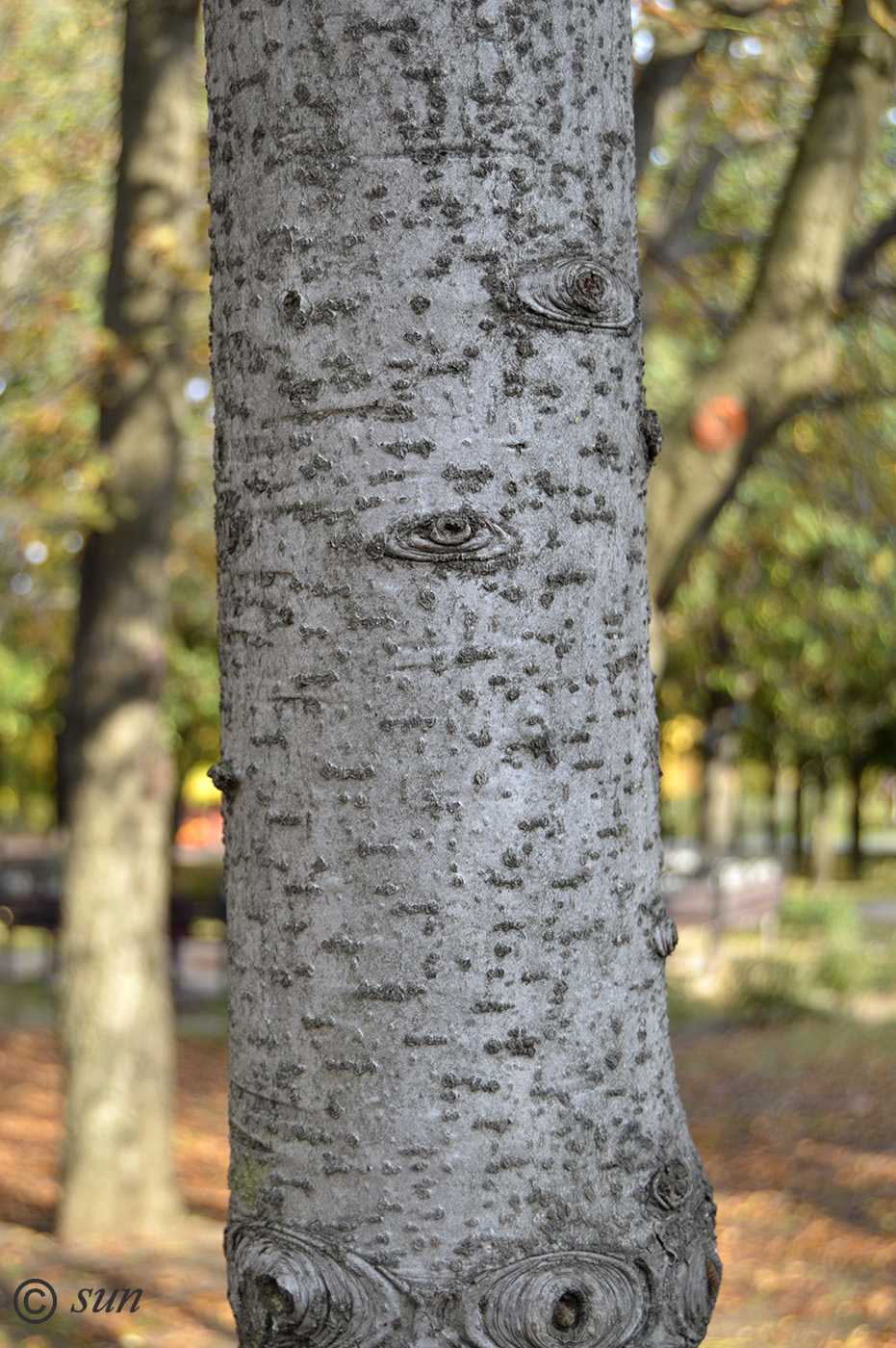 Image of Abies alba specimen.