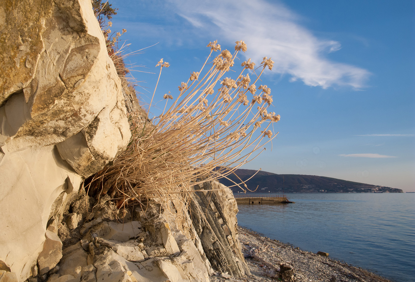 Image of Allium psebaicum specimen.