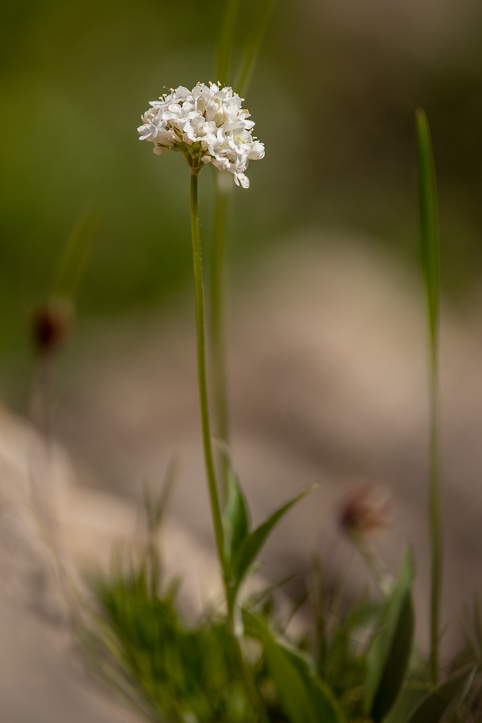 Image of Valeriana jelenevskyi specimen.