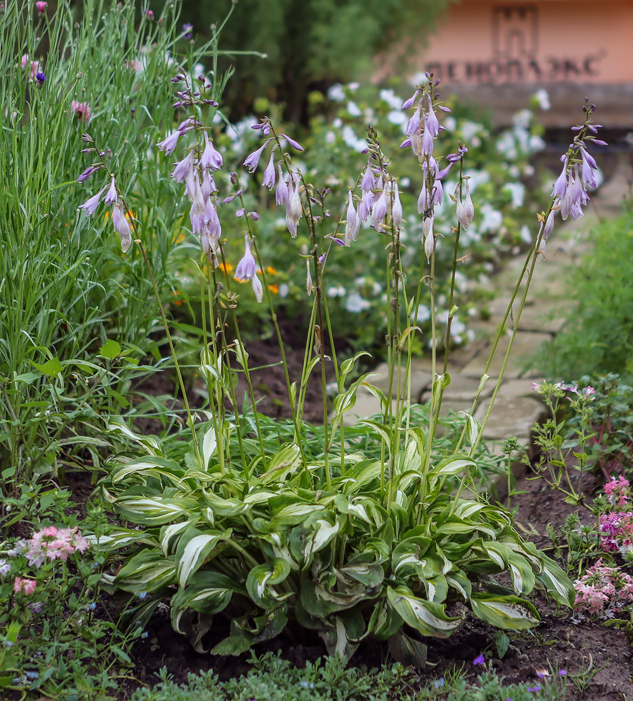 Изображение особи Hosta undulata.