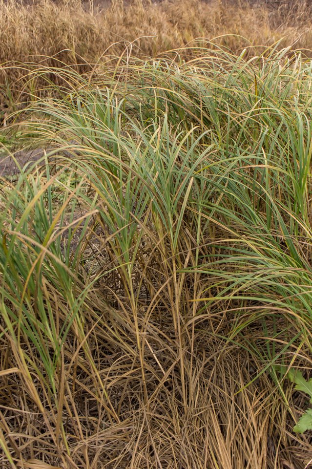 Изображение особи Carex atherodes.