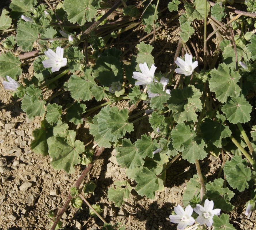 Изображение особи Malva neglecta.