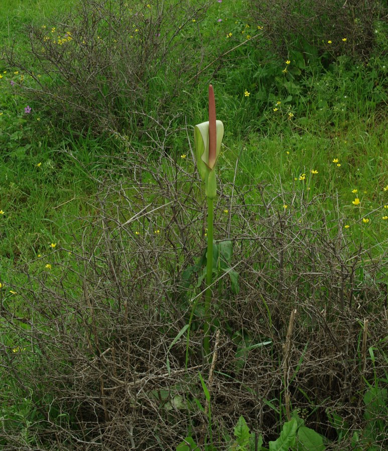 Image of Arum rupicola specimen.