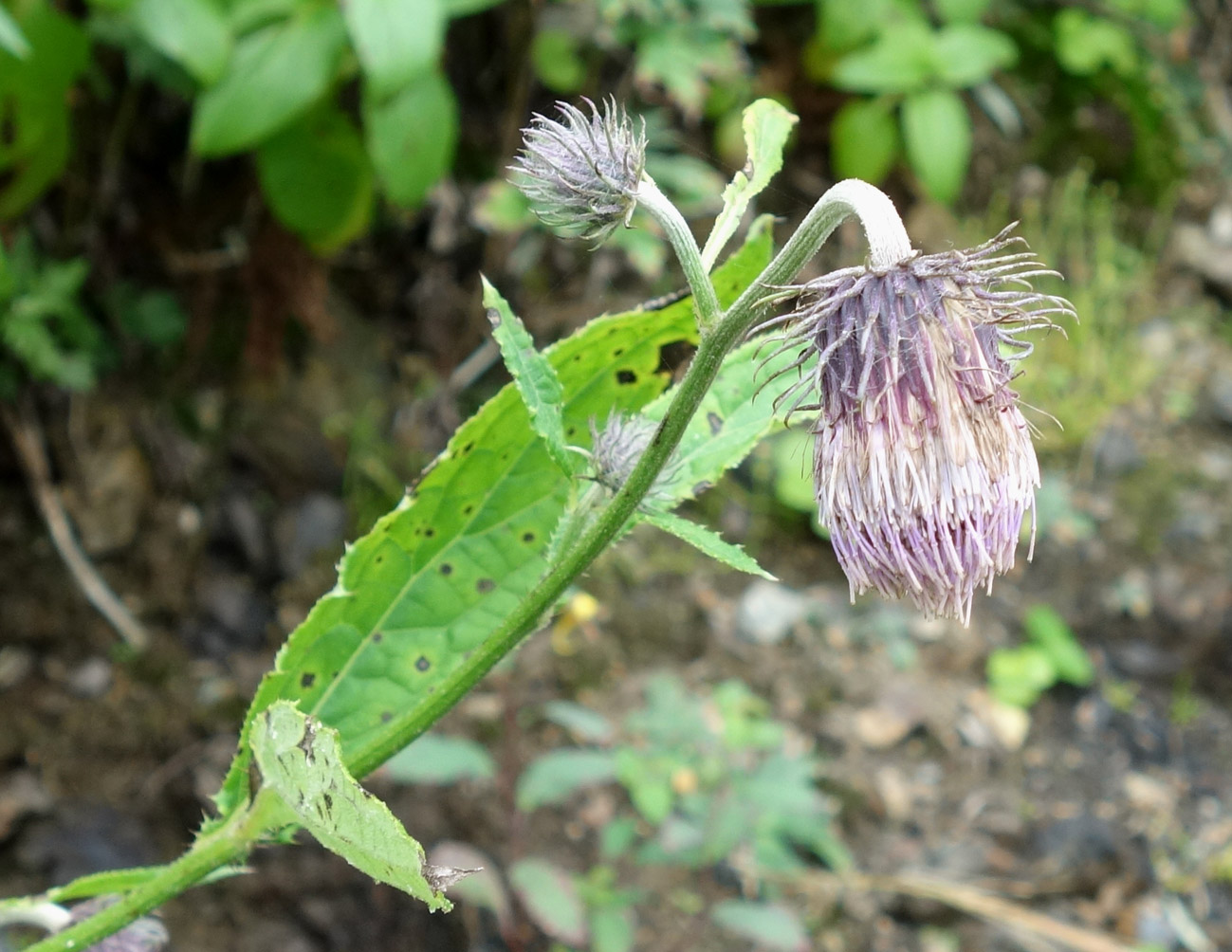 Image of Cirsium kamtschaticum specimen.