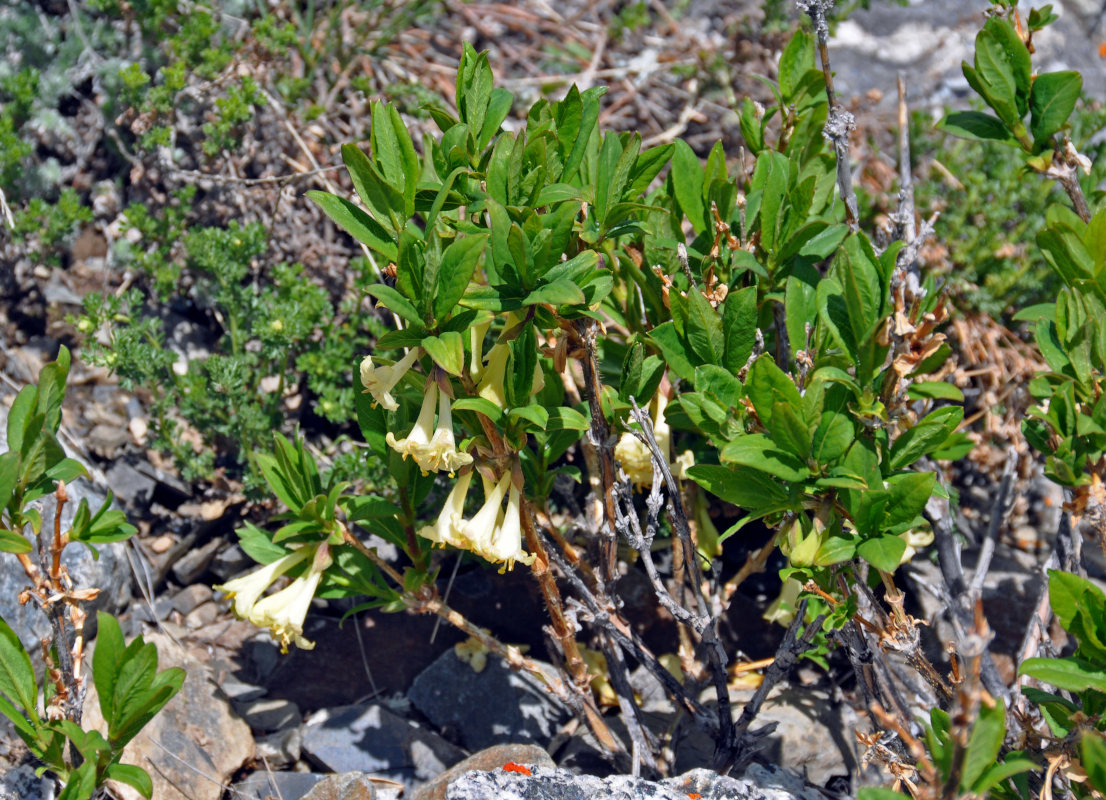 Изображение особи Lonicera hispida.