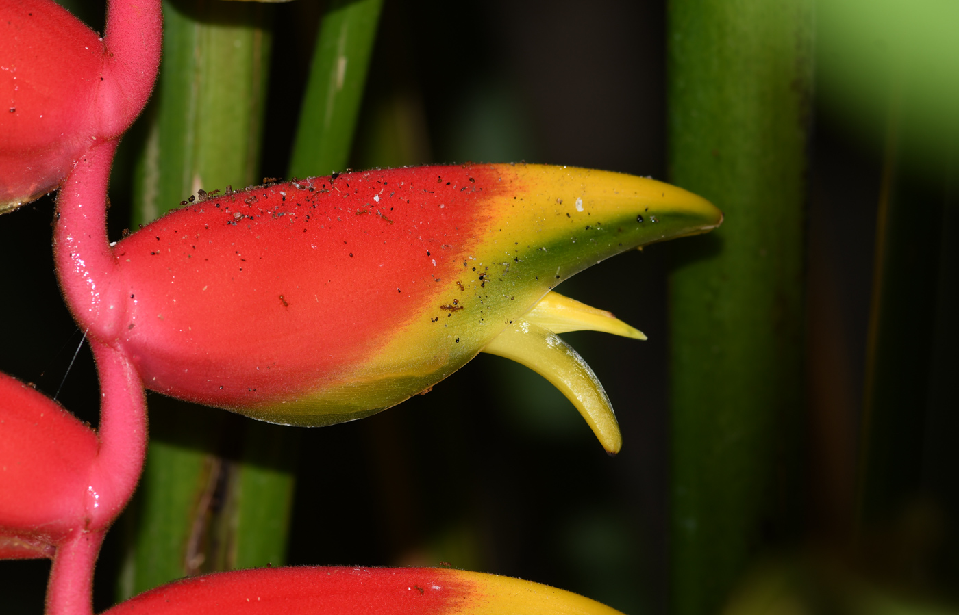 Изображение особи род Heliconia.