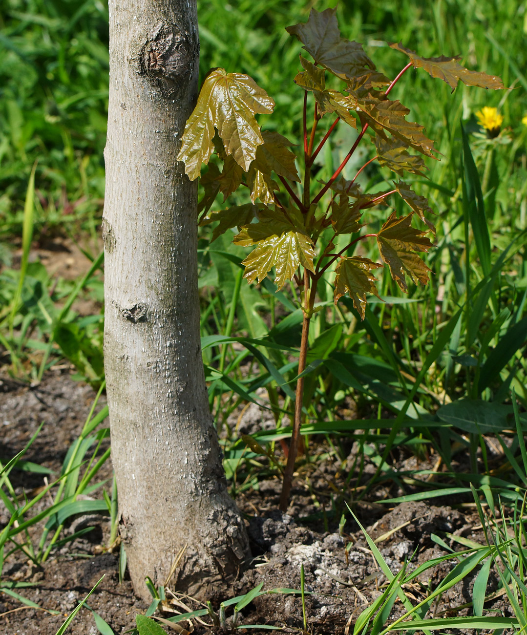 Изображение особи Acer platanoides.