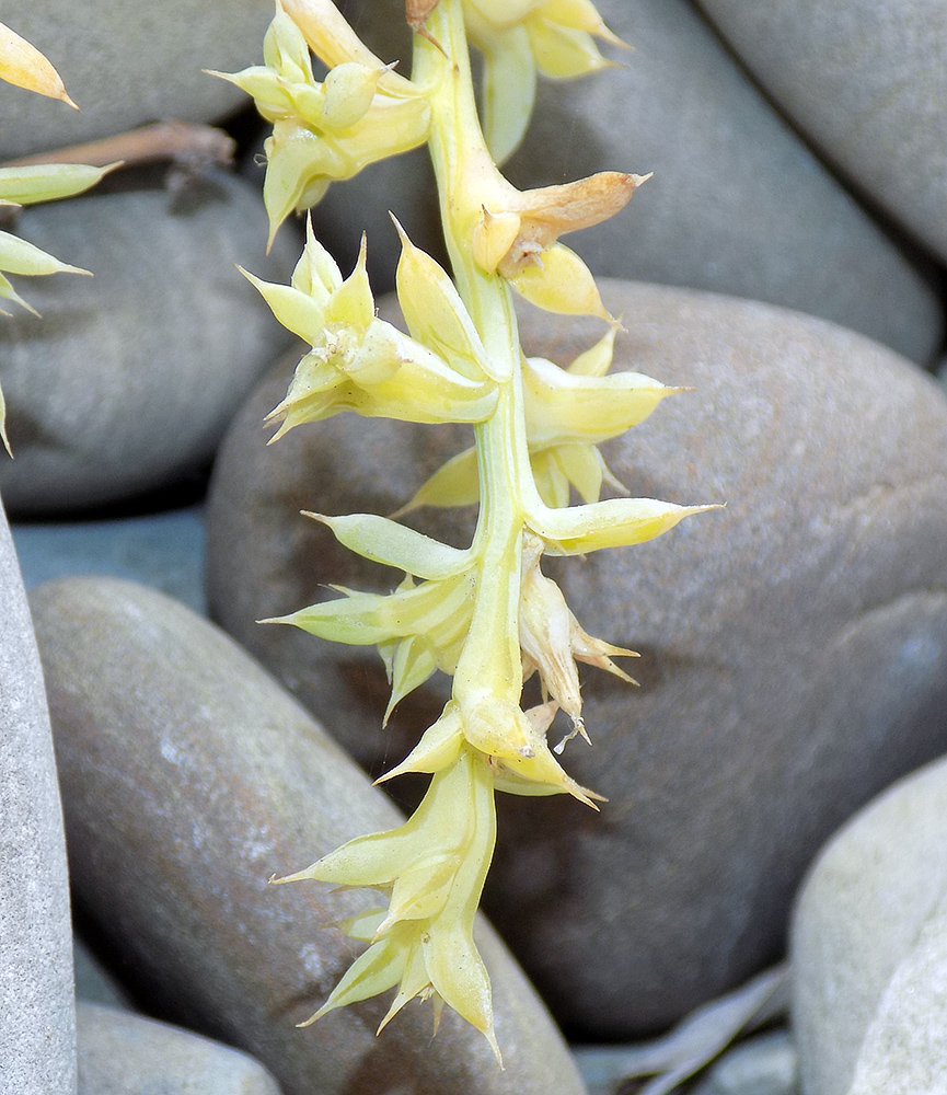 Image of Salsola pontica specimen.