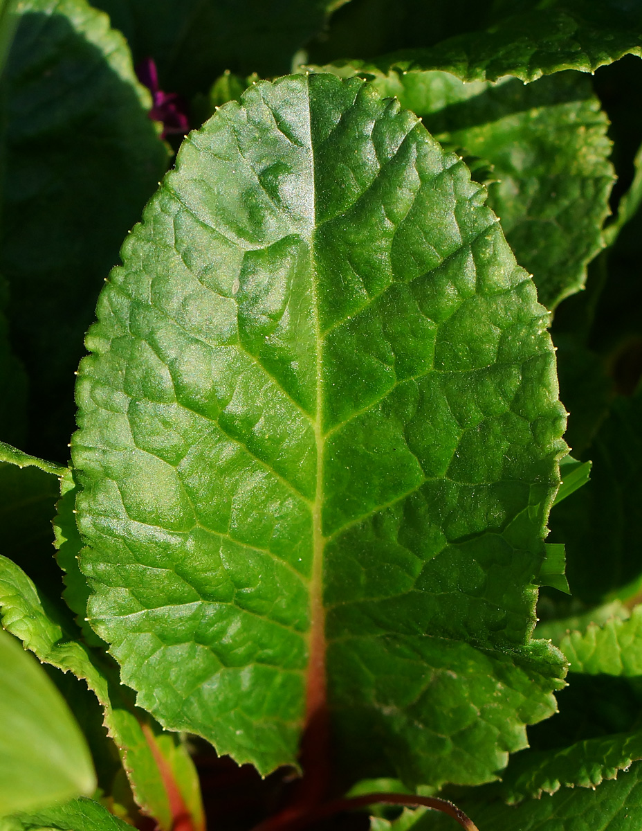 Изображение особи Primula &times; pruhoniciana.