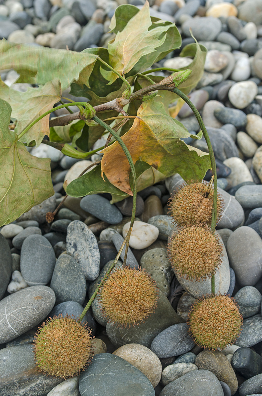 Изображение особи Platanus orientalis.