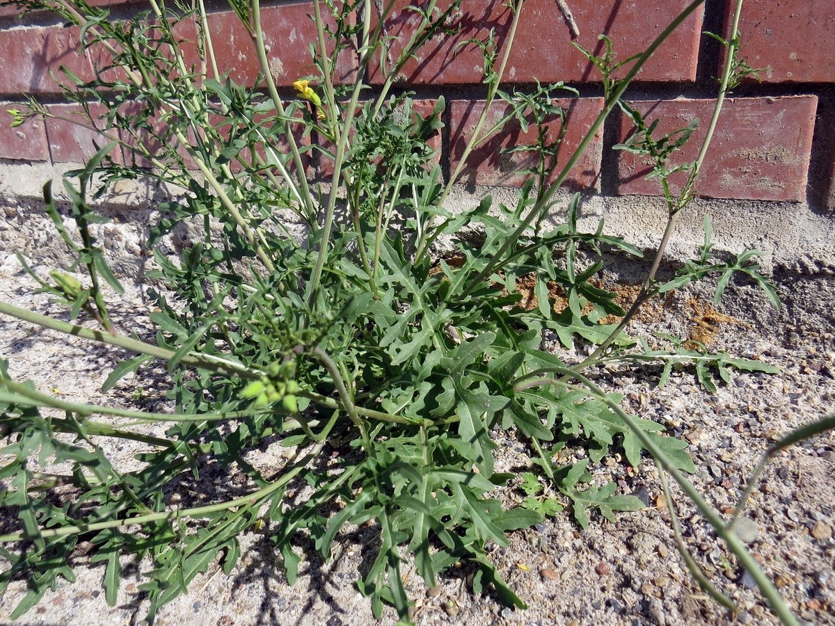 Image of Diplotaxis tenuifolia specimen.