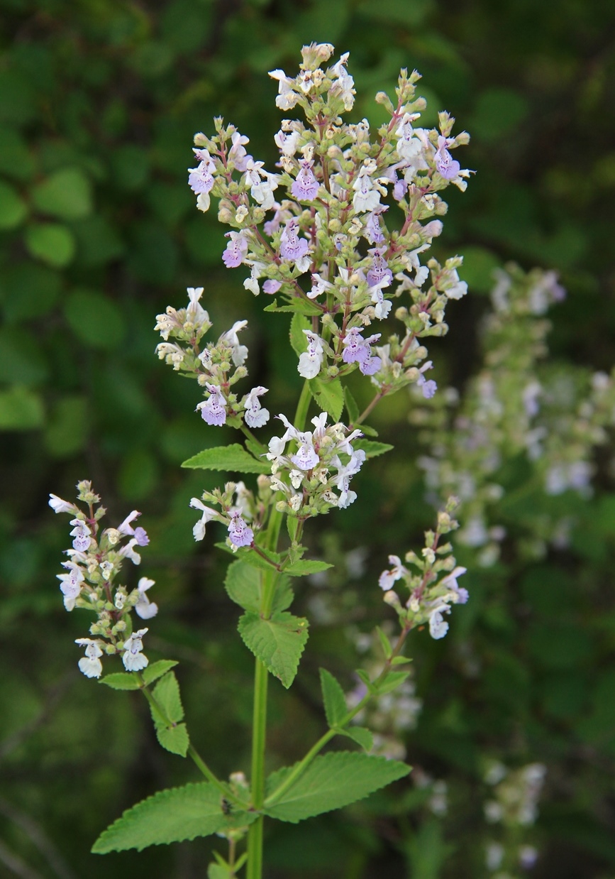 Изображение особи Nepeta nuda.