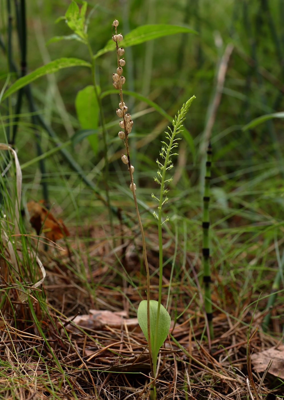 Image of Malaxis monophyllos specimen.