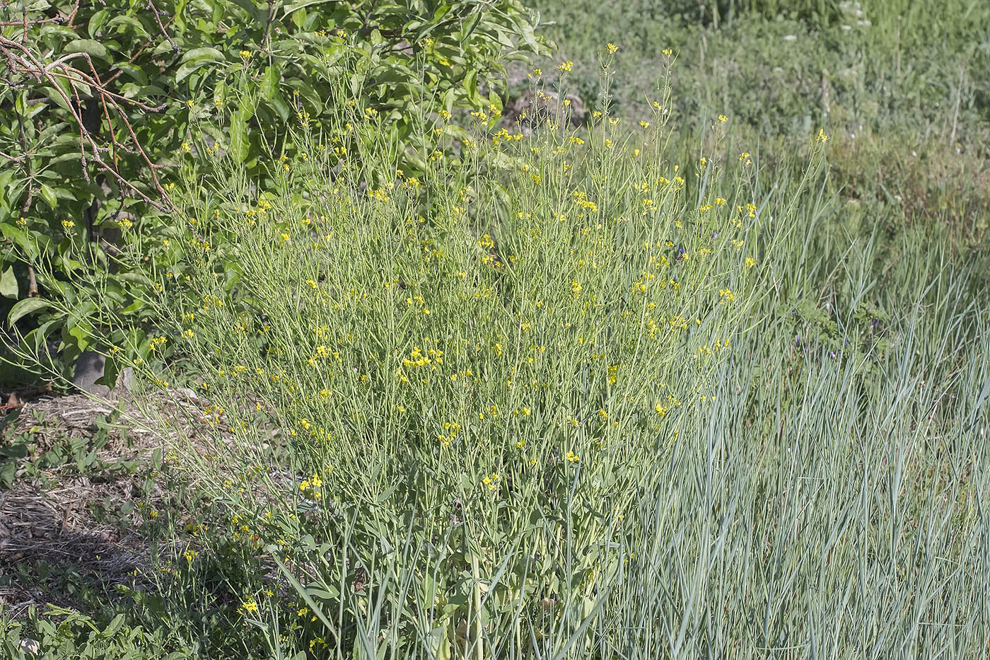 Image of genus Brassica specimen.