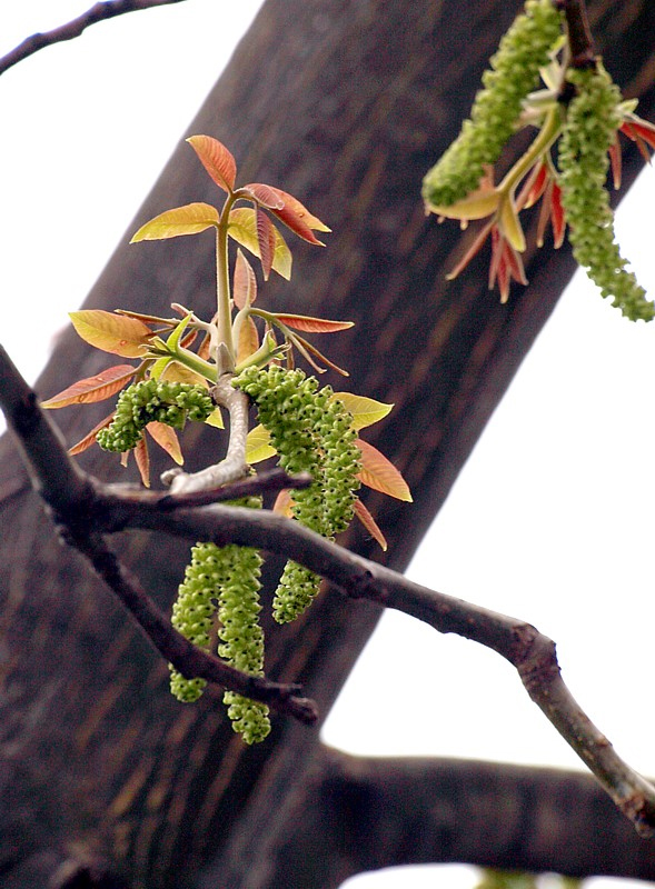 Изображение особи Juglans regia.