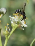 Nitraria schoberi