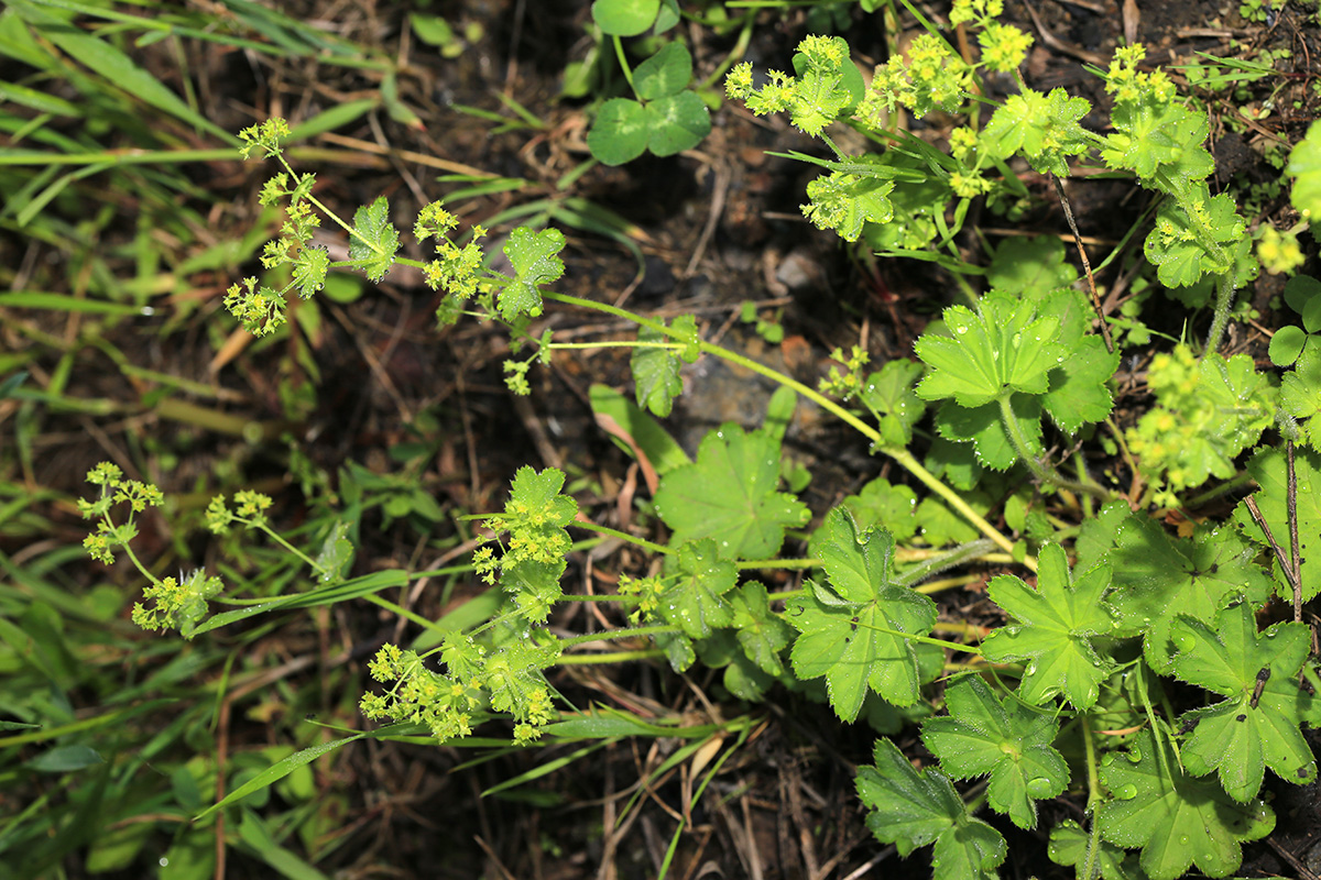 Изображение особи Alchemilla micans.