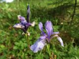 Iris sibirica