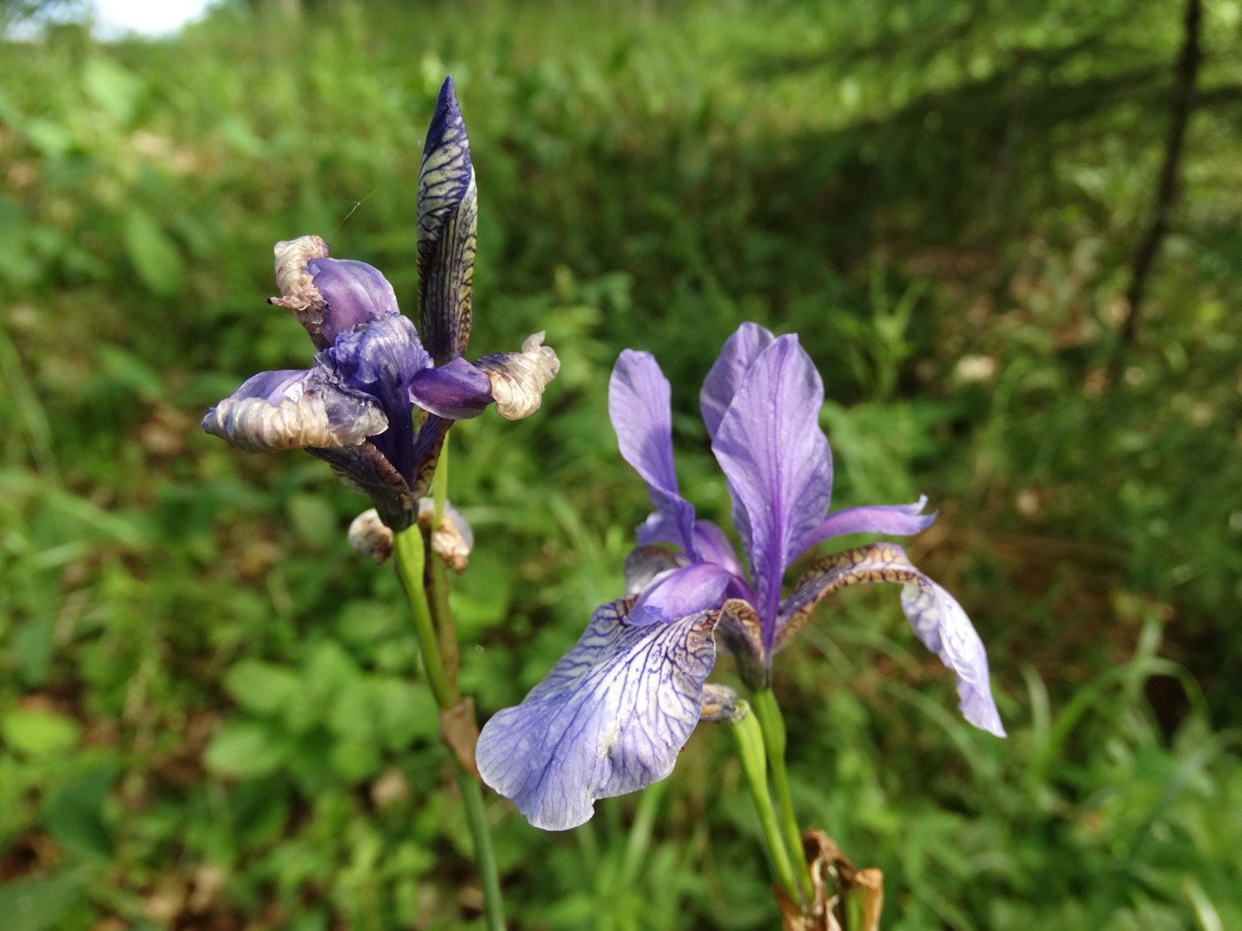 Image of Iris sibirica specimen.