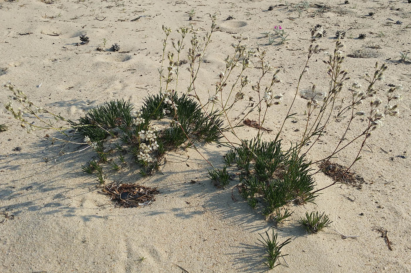 Image of Silene turczaninovii specimen.