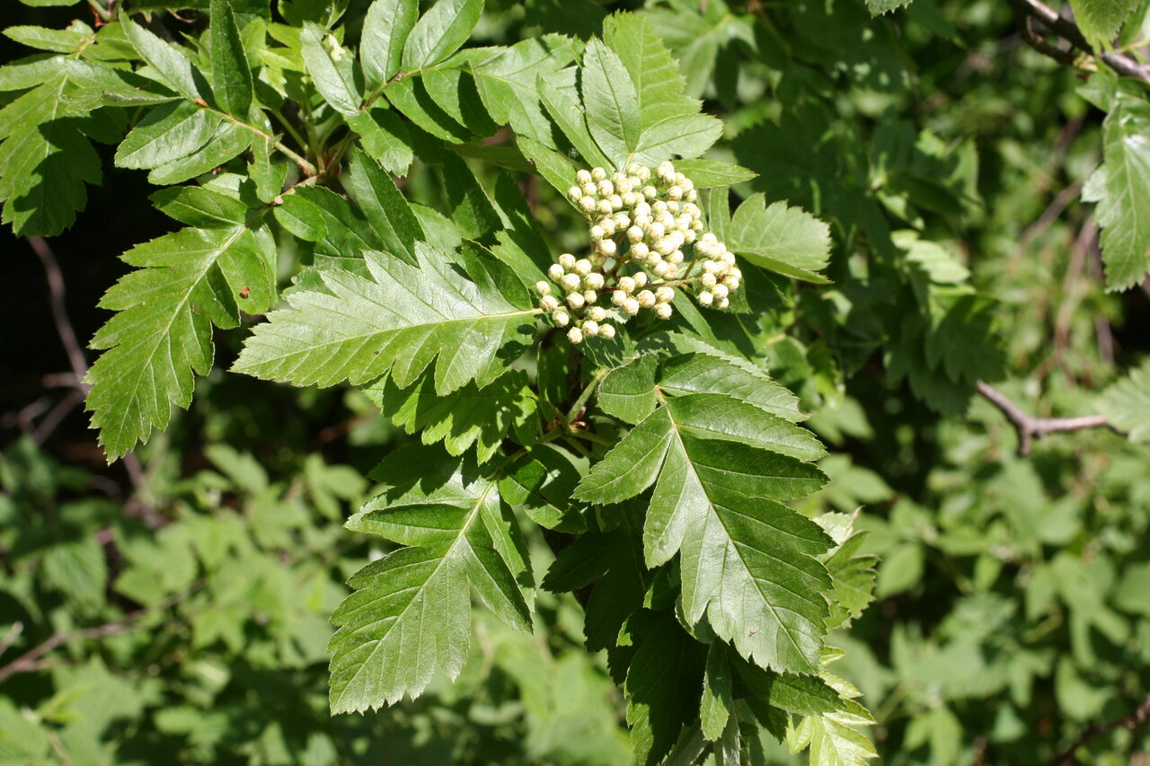 Изображение особи Sorbus borbasii.
