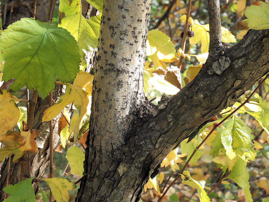 Image of Crataegus chlorosarca specimen.