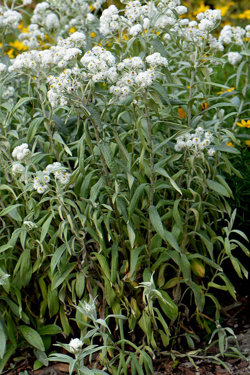 Изображение особи Anaphalis margaritacea.