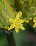 Bulbine narcissifolia