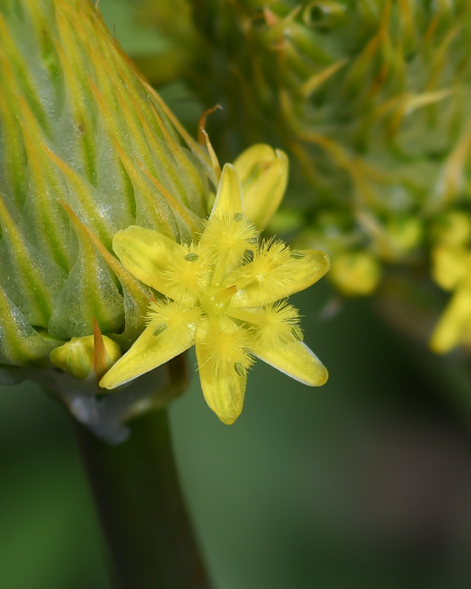 Изображение особи Bulbine narcissifolia.