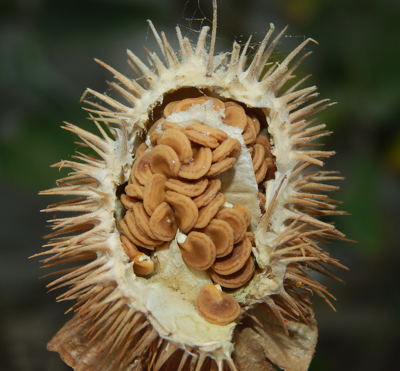 Image of Datura innoxia specimen.