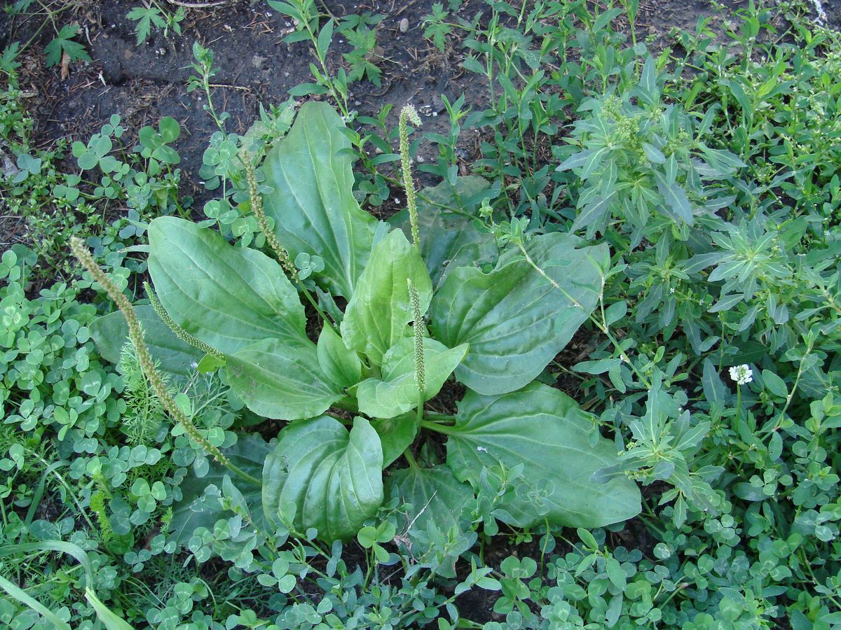 Изображение особи Plantago major.