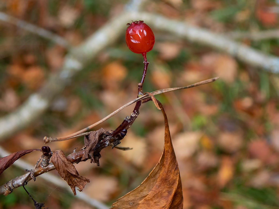 Изображение особи род Crataegus.