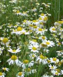 Tripleurospermum inodorum. Цветущие растения на краю поля. Московская обл., Подольский р-н, окр. дер. Белоусово. 07.07.2010.
