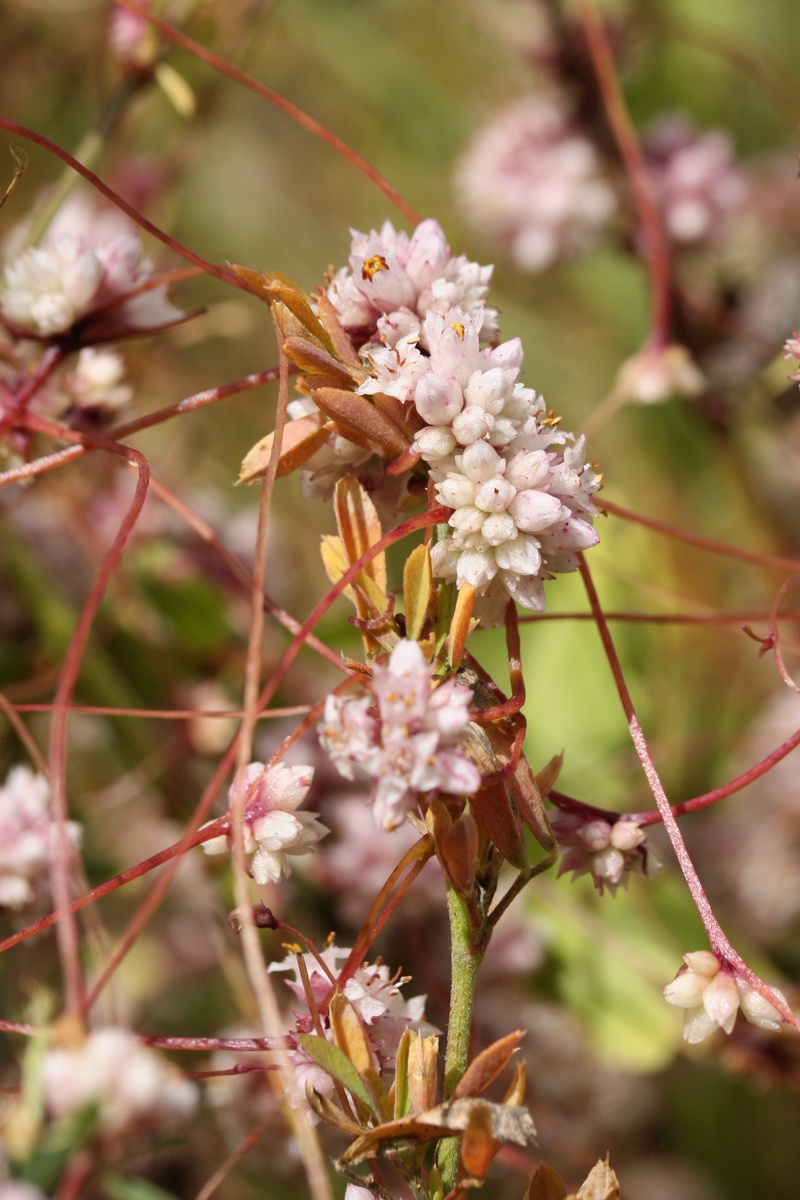 Image of Cuscuta epithymum specimen.